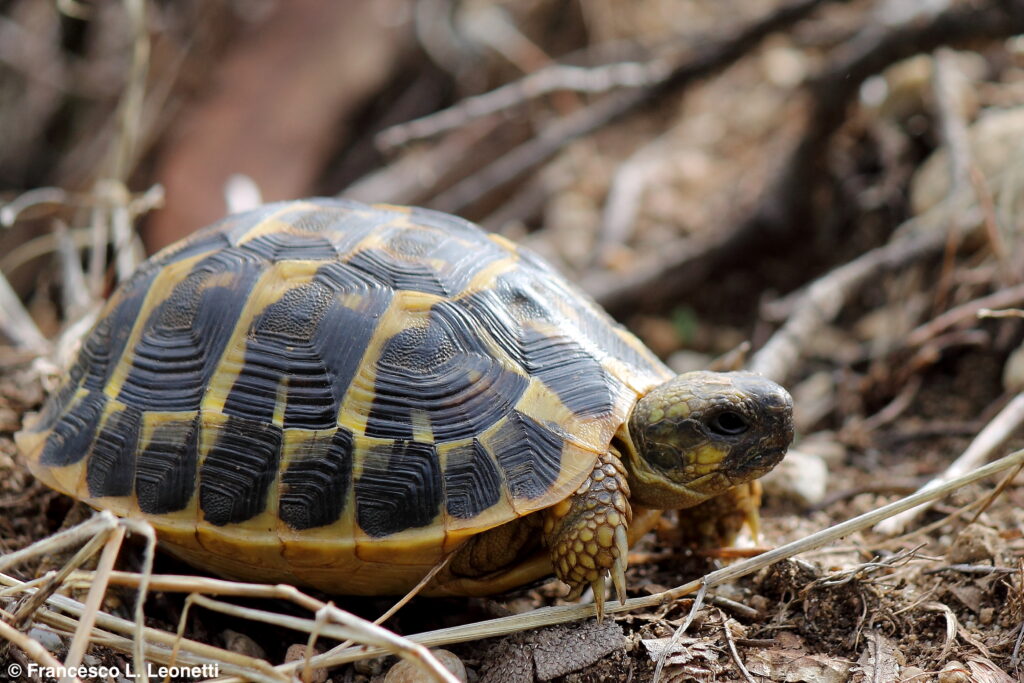 Un giovane esemplare di Testudo hermanni