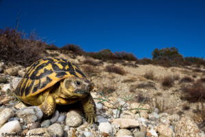 Un esemplare di Testudo hermanni