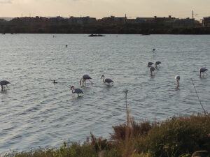 Fenicotteri nelle saline di Augusta