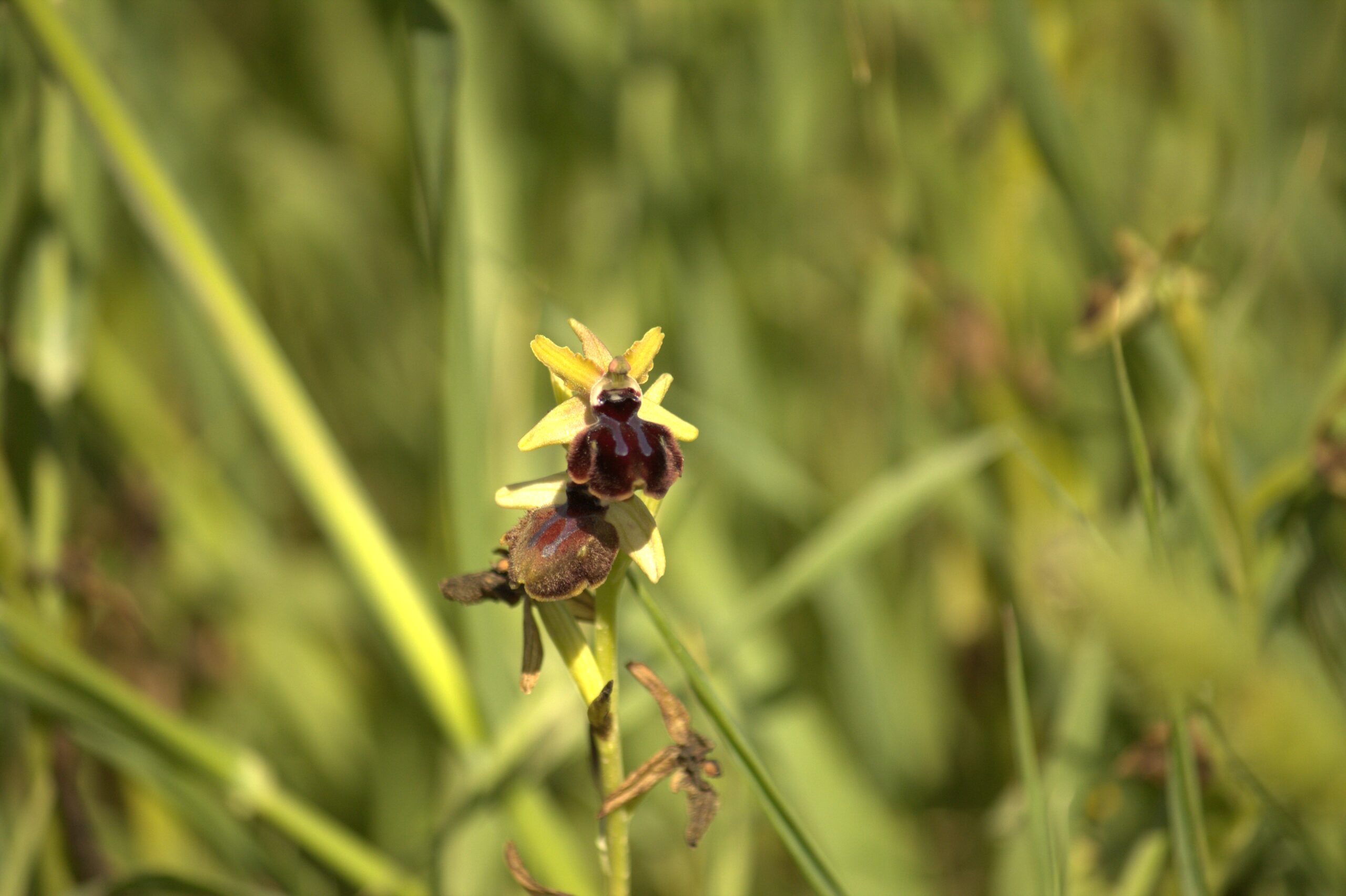 Un esemplare di Ophrys passionis nella riserva Geloi Wetland di Gela vicino Niscemi