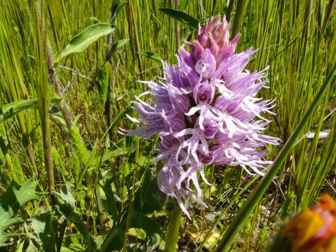 Un esemplare di Orchis italica nella riserva Geloi Wetland di Gela vicino Niscemi