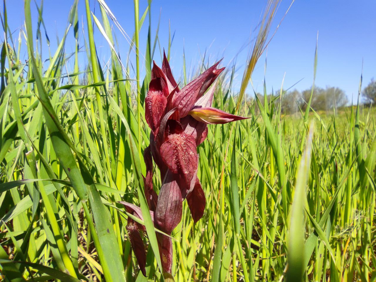 Un esemplare di Serapias vomeracea nella riserva Geloi Wetland di Gela vicino Niscemi