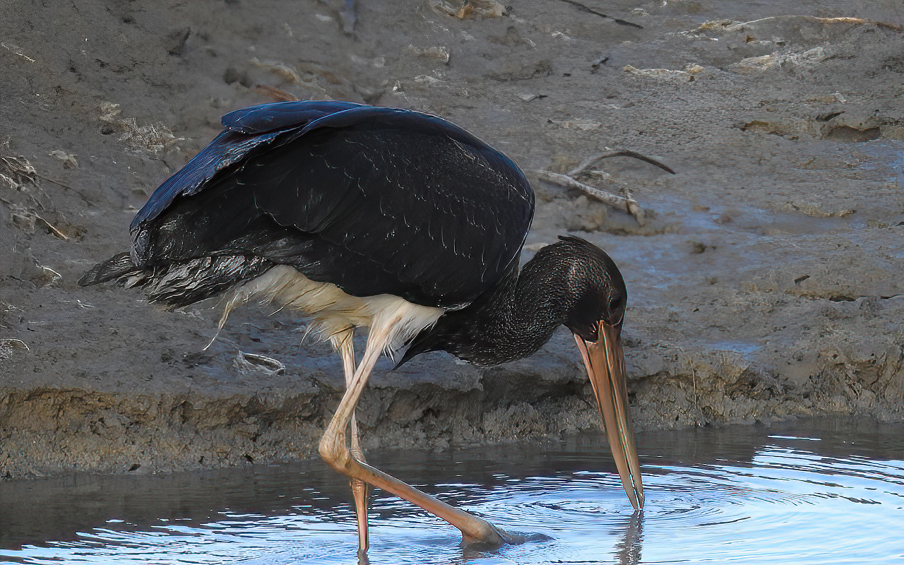 Una cicogna nera soata negli acquitrini della riserva Geloi Wetland nella piana di Gela vicino Niscem