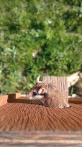 Un Topo quercino occupa una cassetta nido nella riserva naturale Geloi Wetland nella piana di Gela vicino Niscemi 