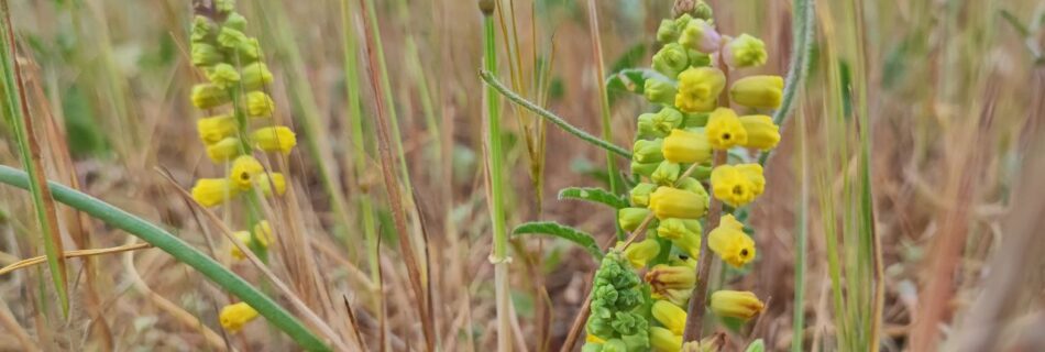 Esemplari di Leopoldia gussonei della primavera 2022 presso il lago Biviere di Gela