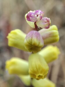 Particolare del fiore della Leopoldia gussonei