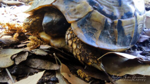 Un esemplare di Testudo hermanni incontrato nel bosco di Santo Pietro.