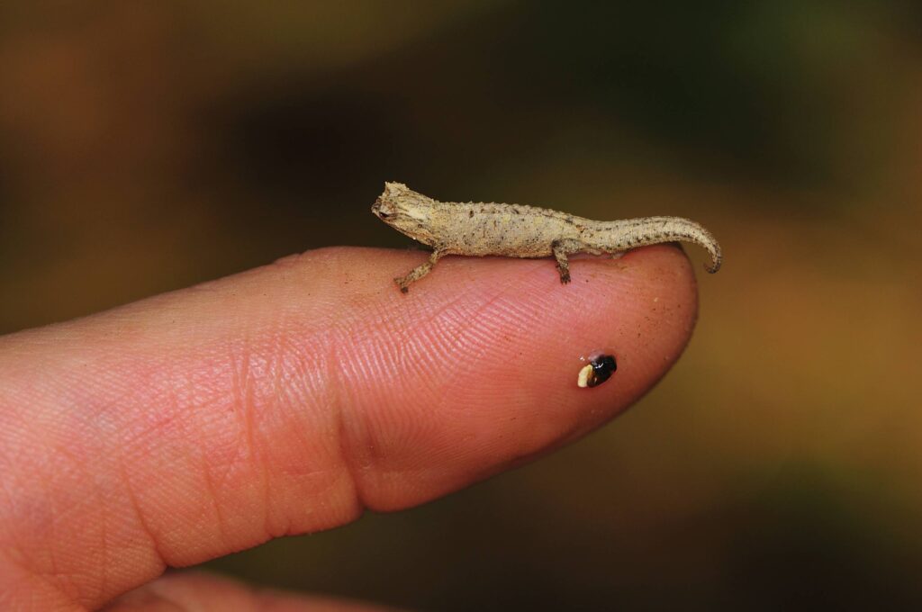 Il camaleonte più piccolo del mondo Brookesia nana è lungo popo più di 20 mm