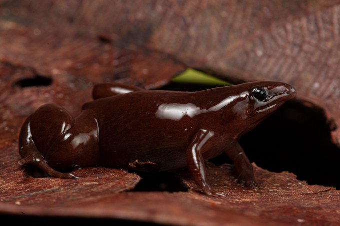 La rana Synapturanus danta, è possibile apprezzare la colorazione marrone cioccolato e il caratteristico profilo da tapiro