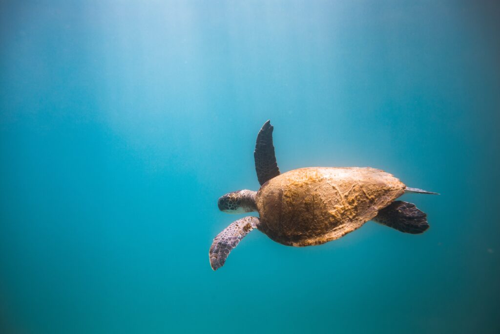 Una tartaruga Caretta caretta che nuota in mare aperto.