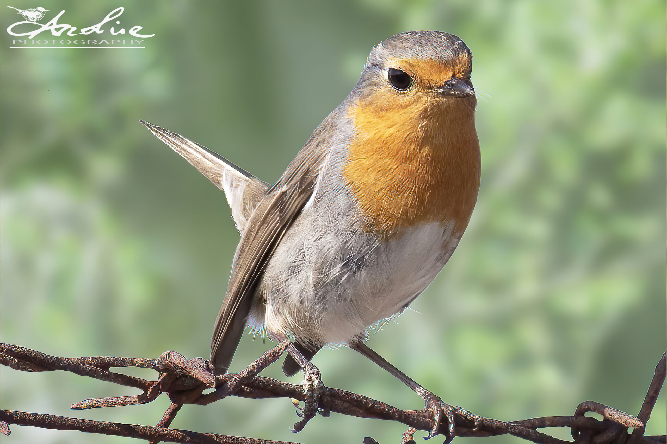 Il Pettirosso, un gioiello della natura