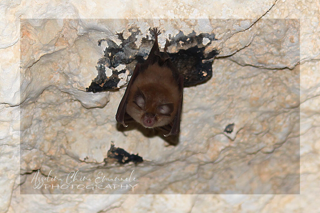 Un pipistrello appeso nella volta della grotta dei pipisrelli all'interno della riserva di Pantalica