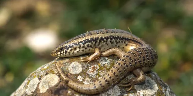 Un Gongilo al sole sopra una pietra