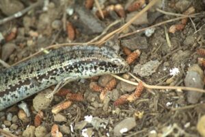 Un Gongilo predato da una poiana per il suo pullo, caduto dal nido