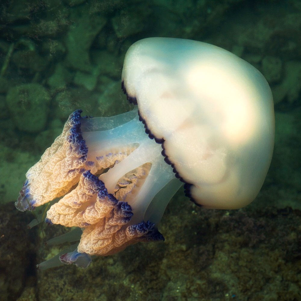 Una medusa polmone (Rhizostoma pulmo)  di mare in tutta la sua livrea