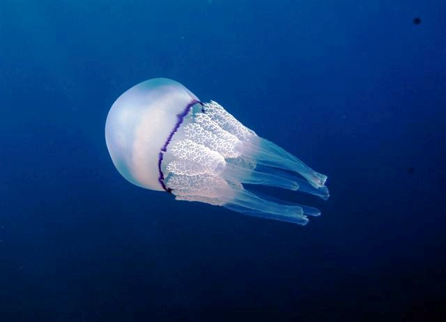 Un Polmone di mare a Capo Gallo