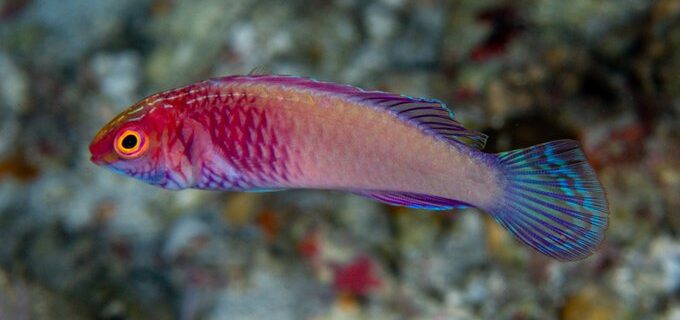 Il nuovo pesce arcobaleno scoperto alle Maldive nella barriera corallina