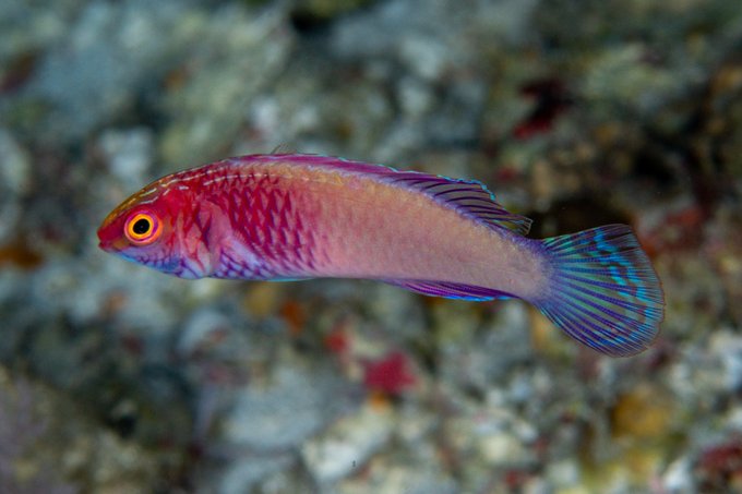 Il nuovo pesce arcobaleno scoperto alle Maldive nella barriera corallina