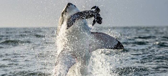 Gli Squali bianchi balzano fuori dall'acqua in caccia