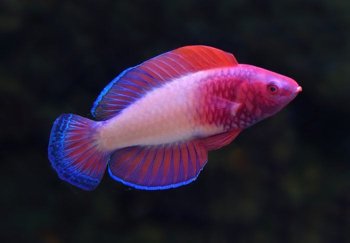 Il nuovo pesce arcobaleno scoperto alle Maldive dal colore rosa e magenta