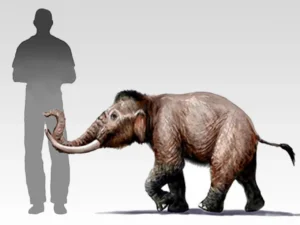 La proporzione tra l'elefante nano e un uomo