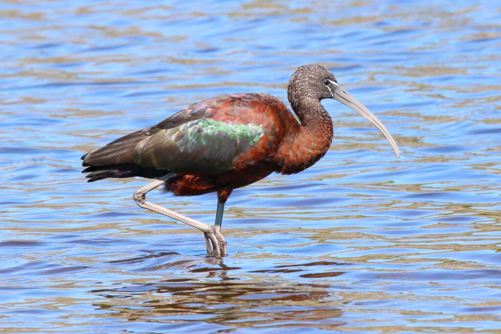 Un Mignattaio, simbolo del lago Biviere di Gela