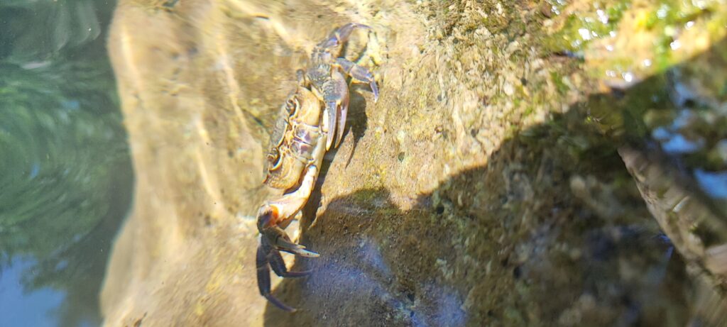 Potamon fluviatile, l'unico granchio di fiume presente in Italia