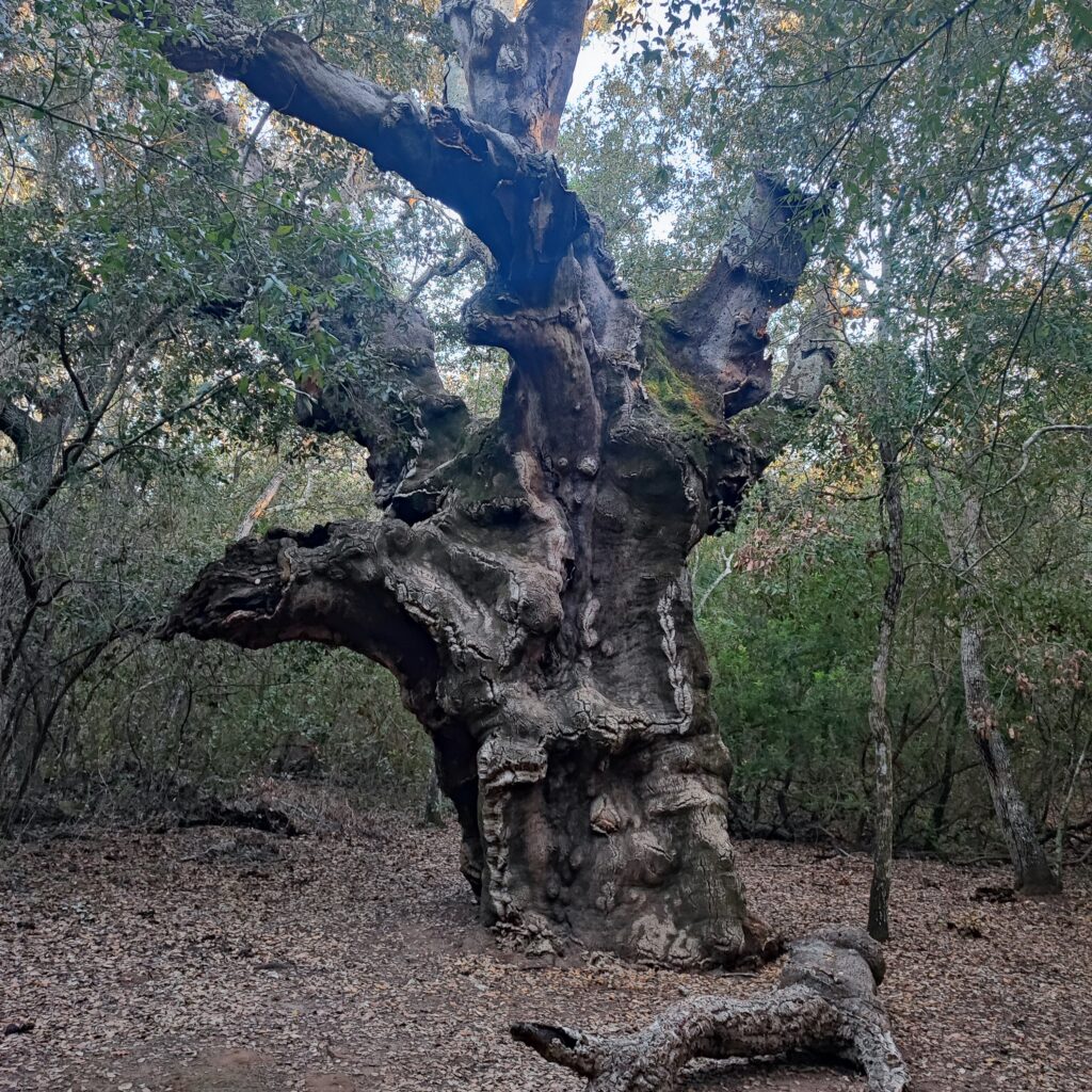 La Sughera Mosaica