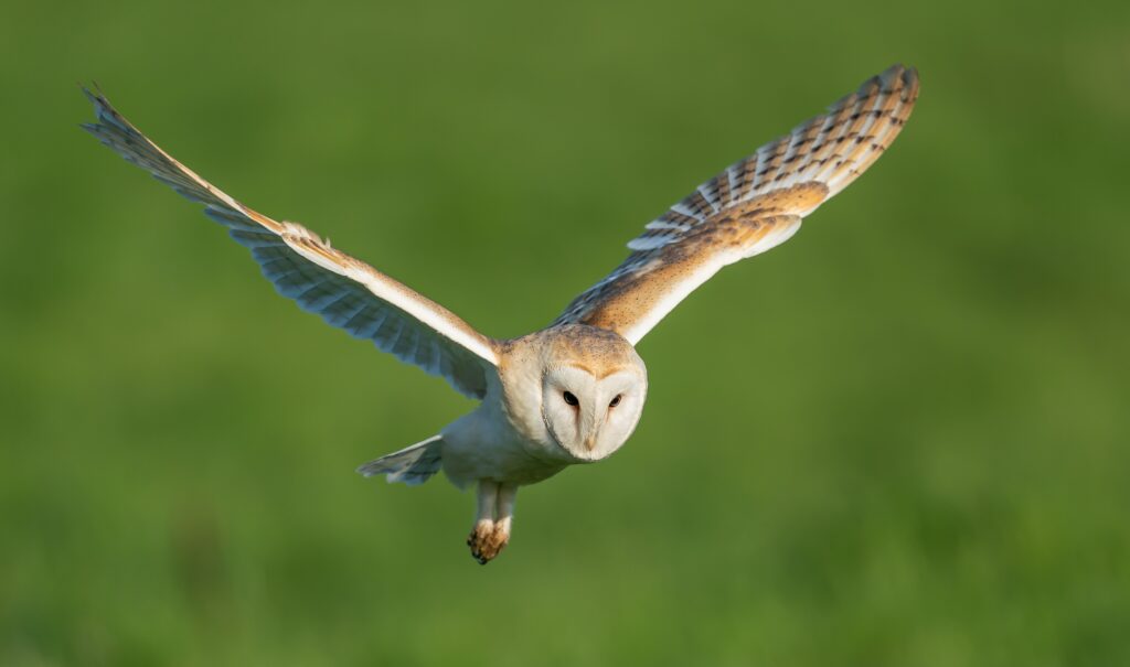 Un barbagianni in volo