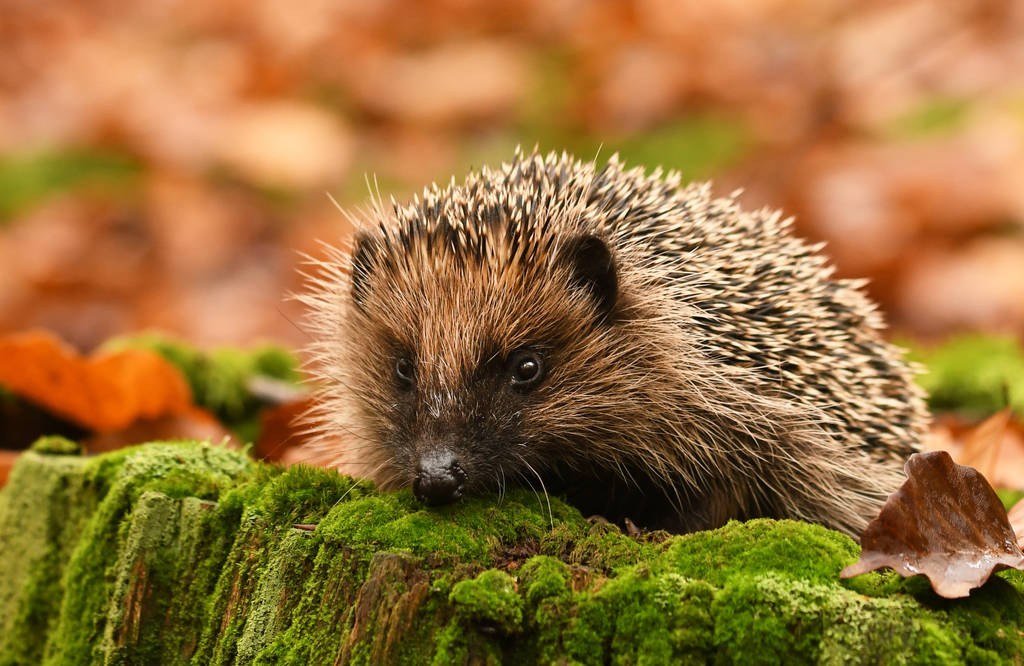 Il riccio europeo, una delle specie della riserva