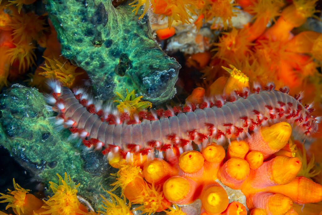 un esemplare di vermocane del Mediterraneo