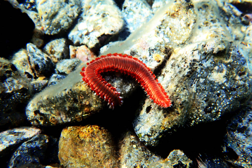 Un esemplare di vermocane sul fondo marino.