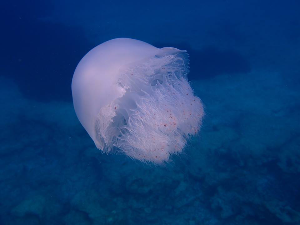 la grande medusa Rhopilema nomadica.