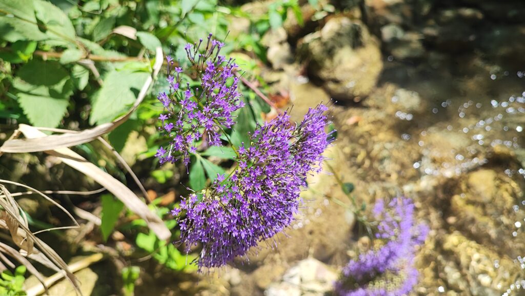 Il Trachelium caeruleum con il suo colore viola intenso, arricchisce le rive del torrente.