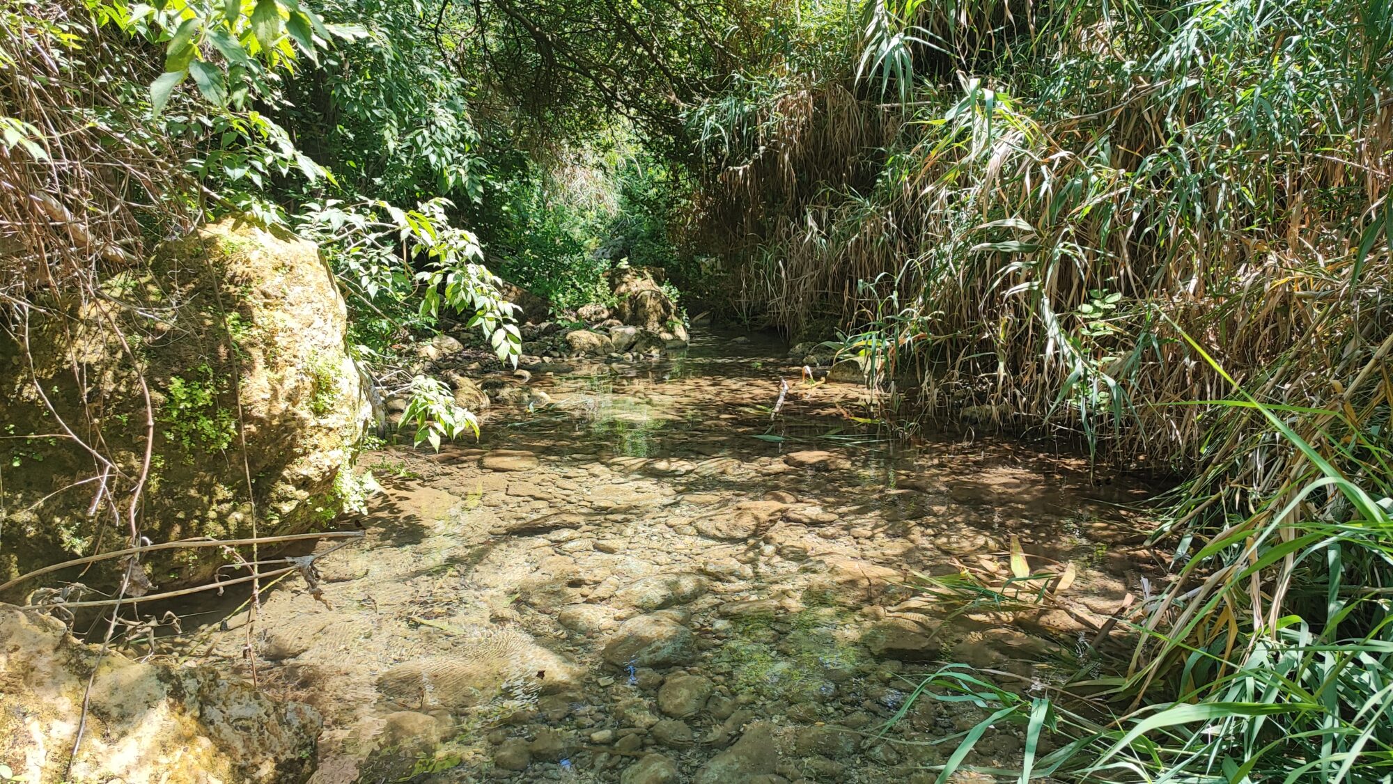 Un tratto del torrente santa Chiara immerso in una ricca vegetazione.