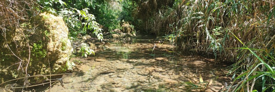 Un tratto del torrente santa Chiara immerso in una ricca vegetazione.