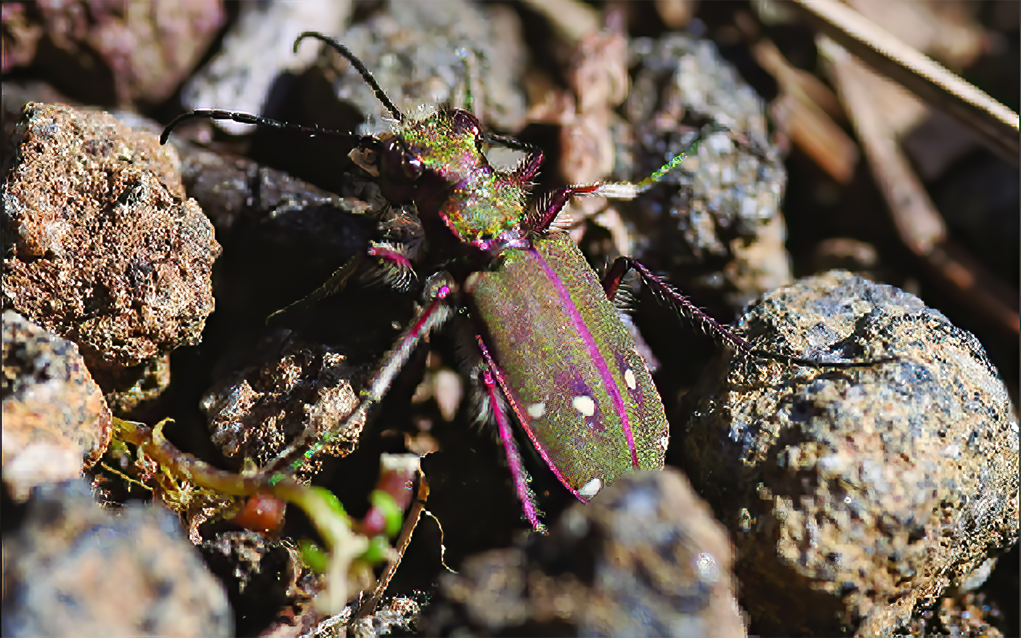 Una Cicindela campestris didyme.