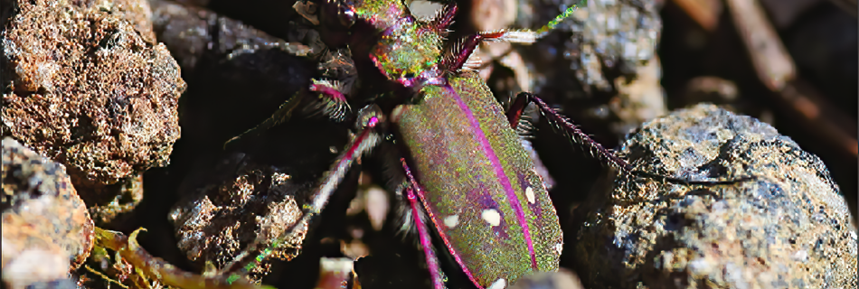 Una Cicindela campestris didyme.