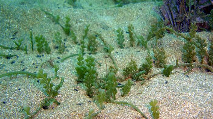 Caulerpa cylindracea