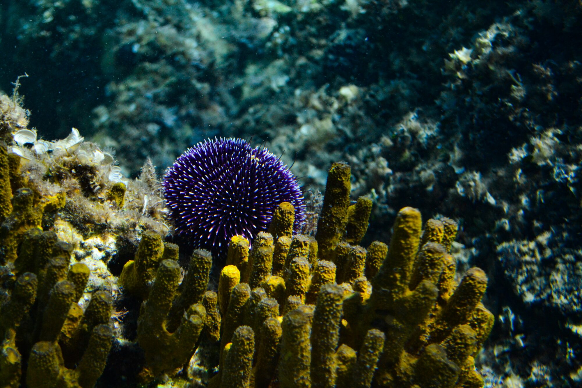 Il mediterraneo, casa di diverse specie aliene.