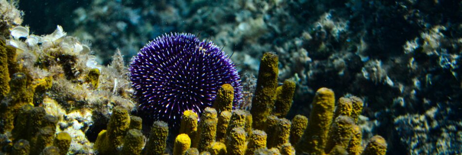 Il mediterraneo, casa di diverse specie aliene.