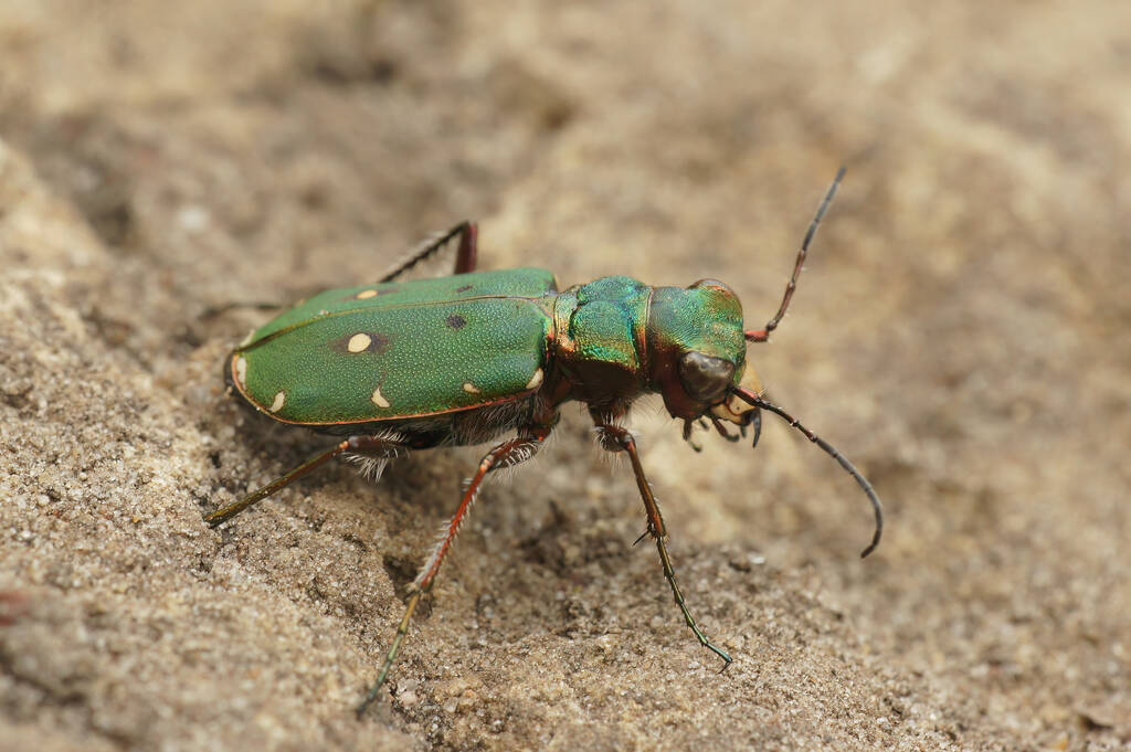 La Cicindela campestris