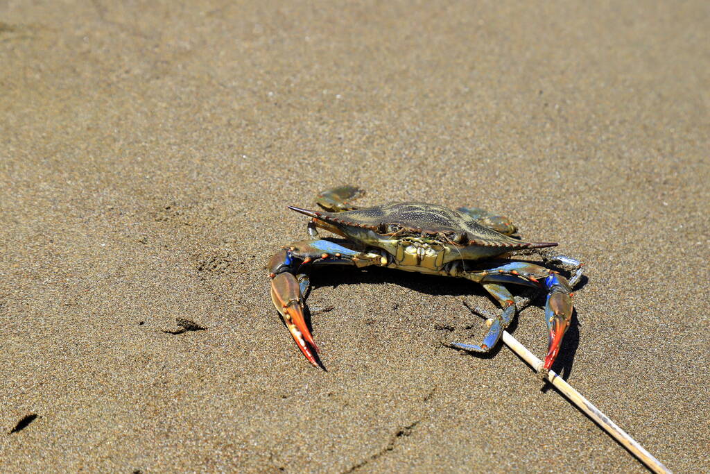 Il granchio blu Callinectes sapidus, un'altra delle specie aliene nelle nostre acque.