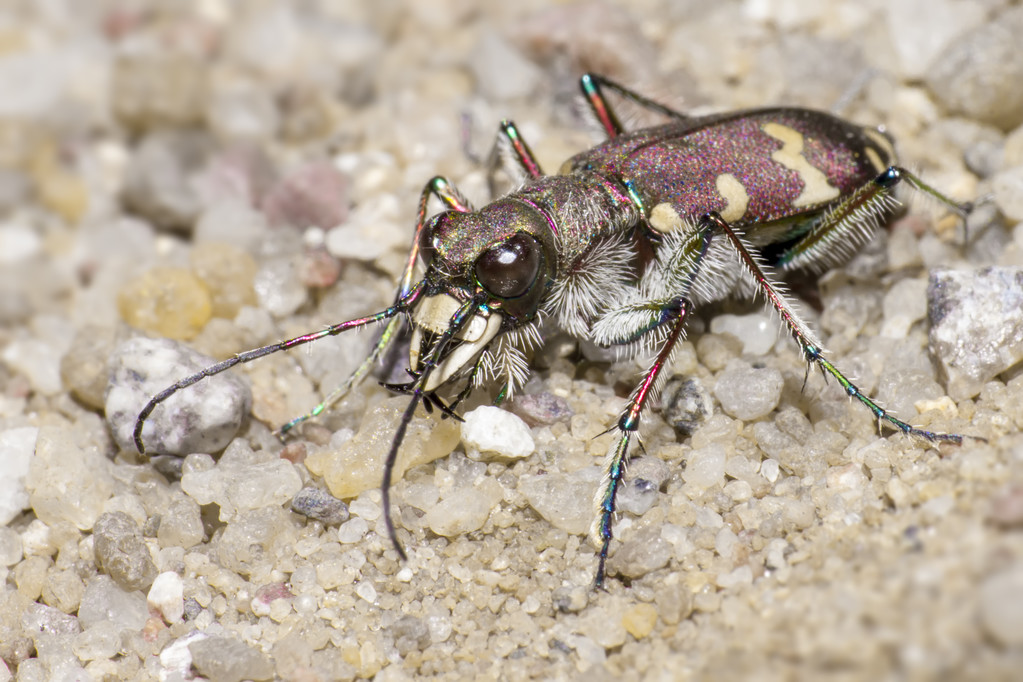 Un esemplare di Cicindela repanda, tipica del nord America.