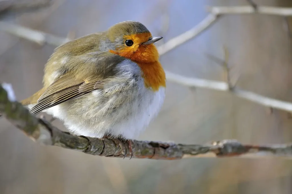 Un pettirosso nella stagione fredda