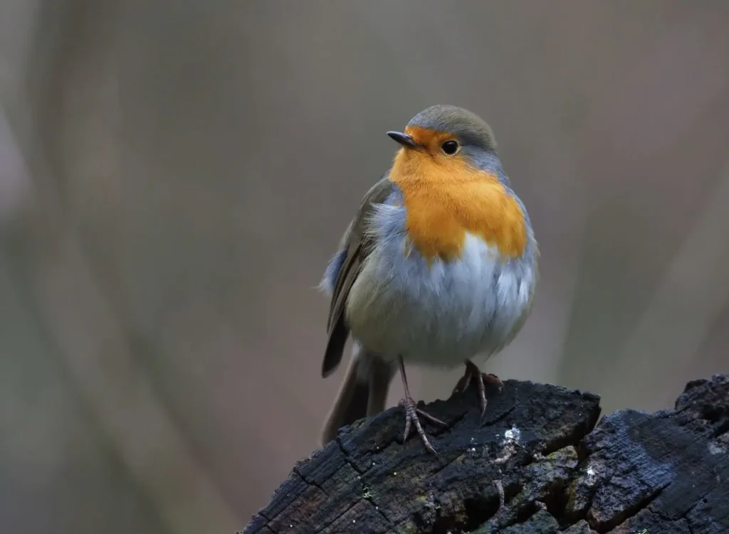 Un pettirosso del Parc du Rouge in Belgio